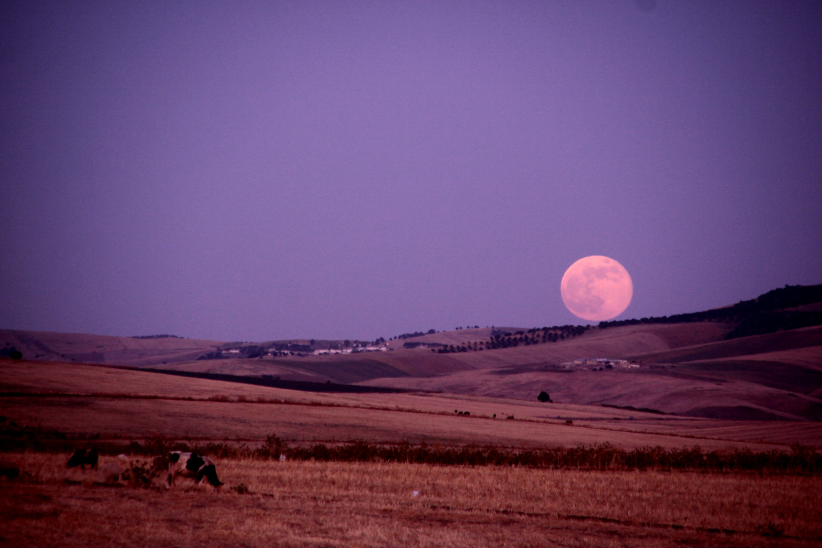 pleine lune en pleine campagne