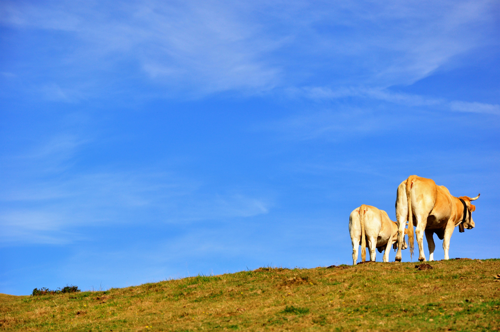 pleine vue sur campagne