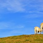 pleine vue sur campagne