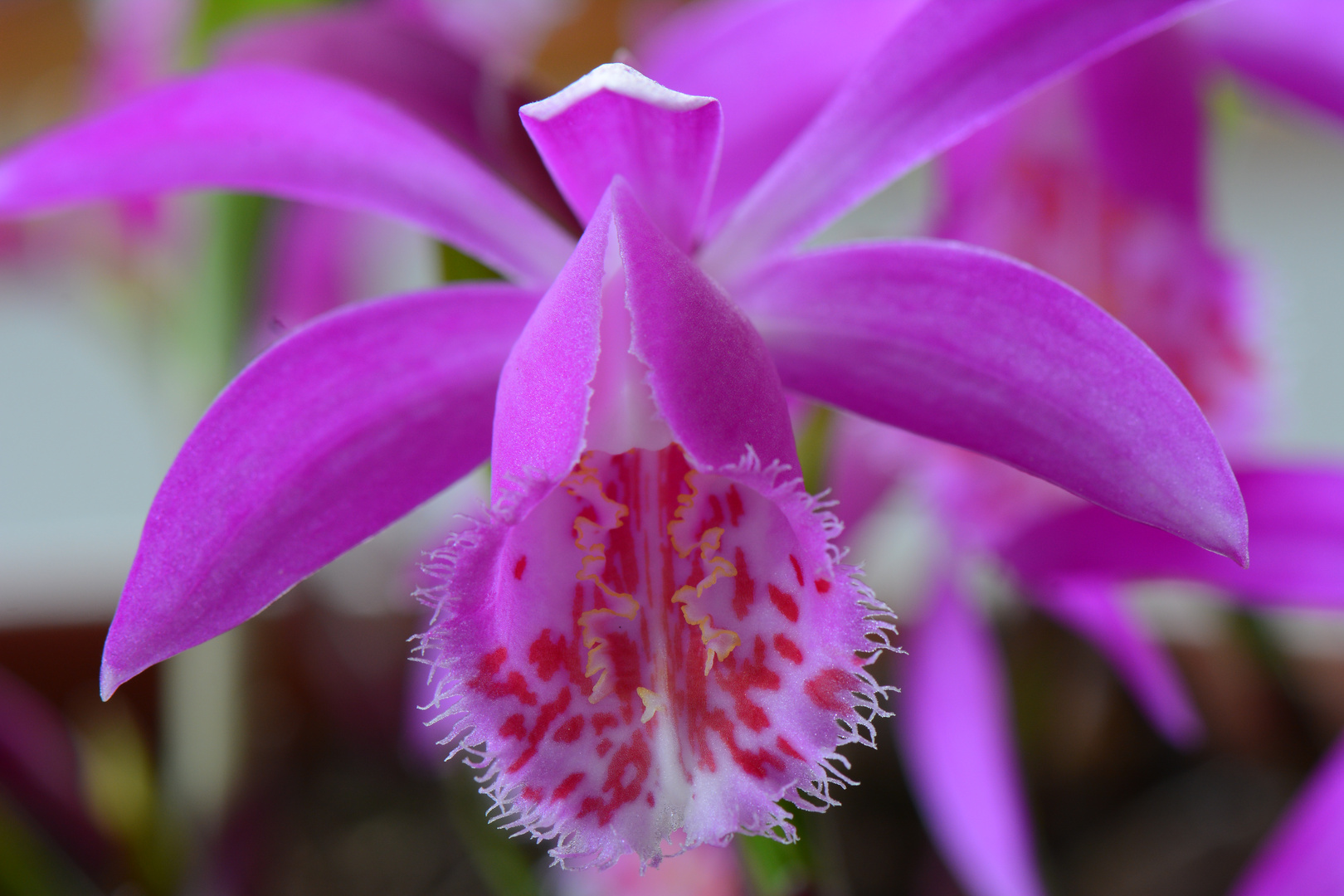 Pleione Foto & Bild pflanzen, pilze & flechten, blüten