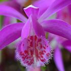 Pleione