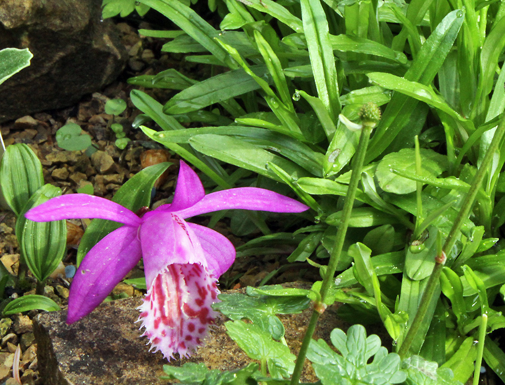 Pleione limprichtii