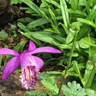 Pleione limprichtii