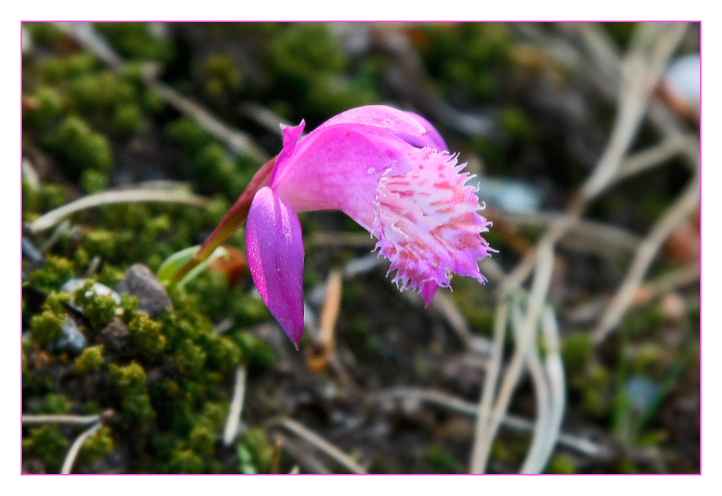 Pleione limprichtii -Tibetorchidee