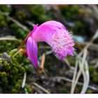 Pleione limprichtii -Tibetorchidee