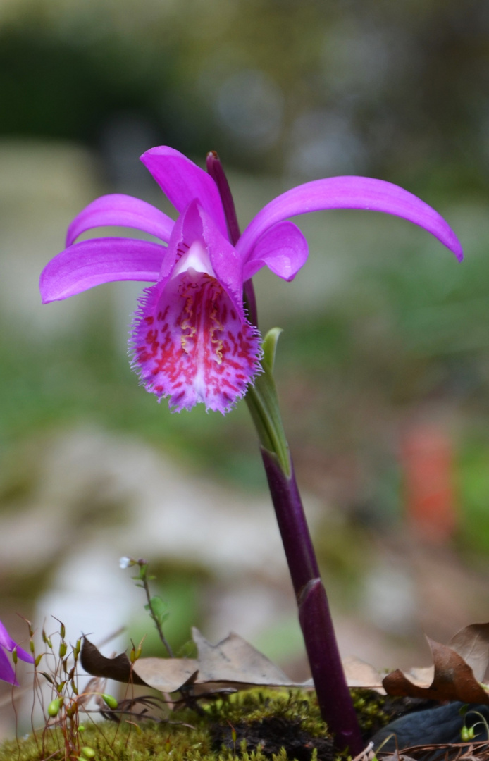 Pleione limprichtii, Tibetorchidee