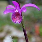 Pleione limprichtii, Tibetorchidee