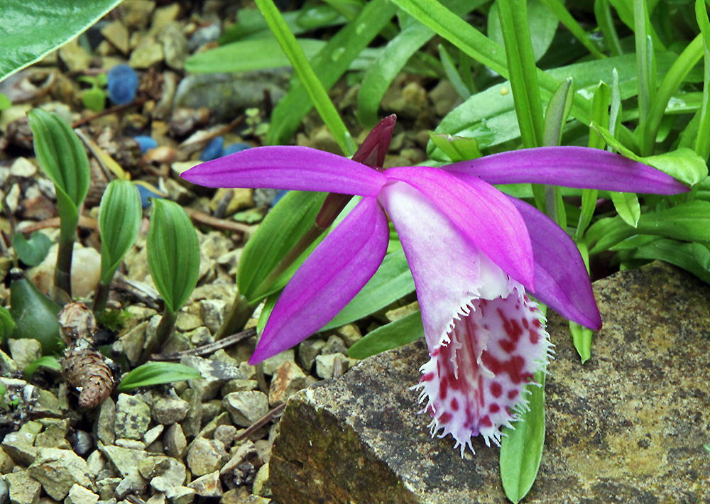 Pleione limprichtii - Tibetorchidee bei mir neu und erstmalig blühend und...