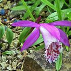 Pleione limprichtii - Tibetorchidee bei mir neu und erstmalig blühend und...