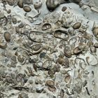 Pleistozänes Geschiebe - Beyrichienkalk