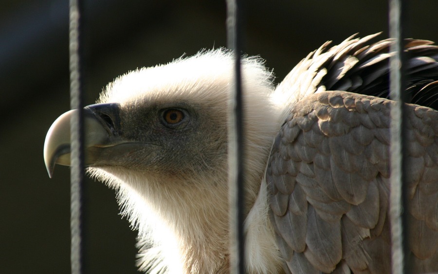 Pleitegeier/Alpenzoo Innsbruck