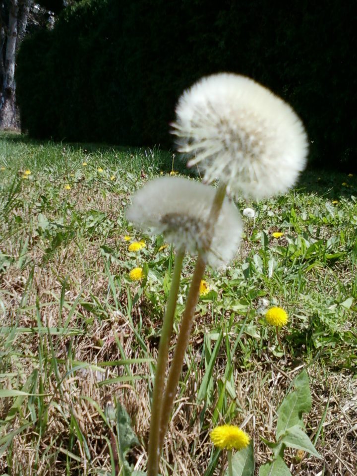 Pleno verano