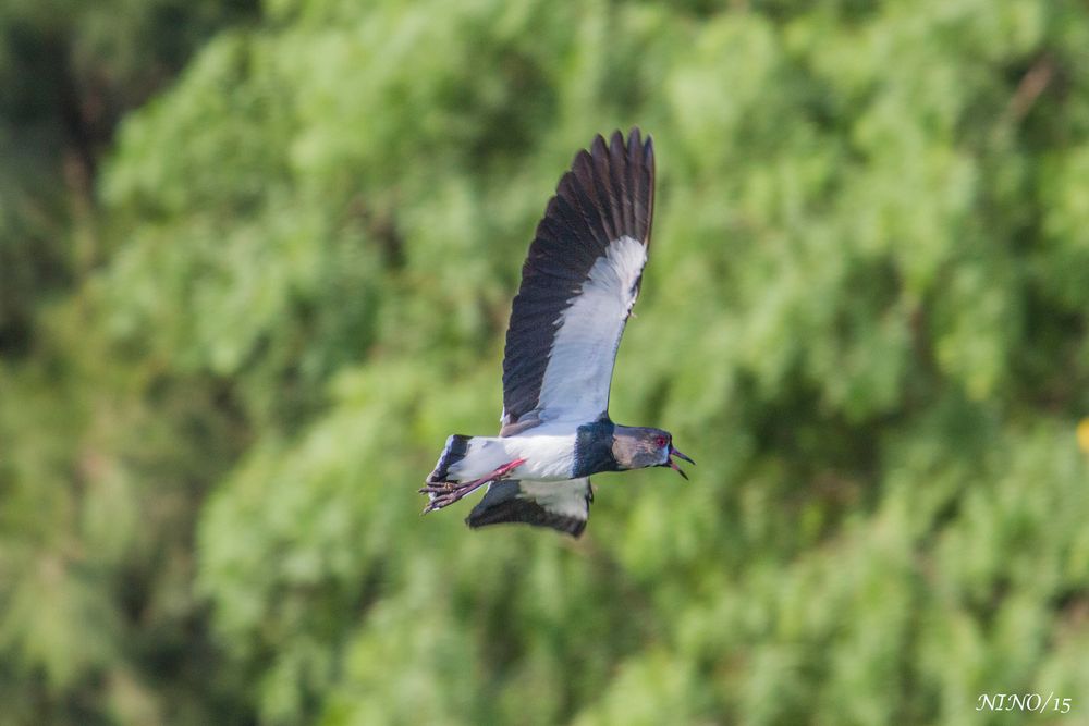 PLENO VUELO