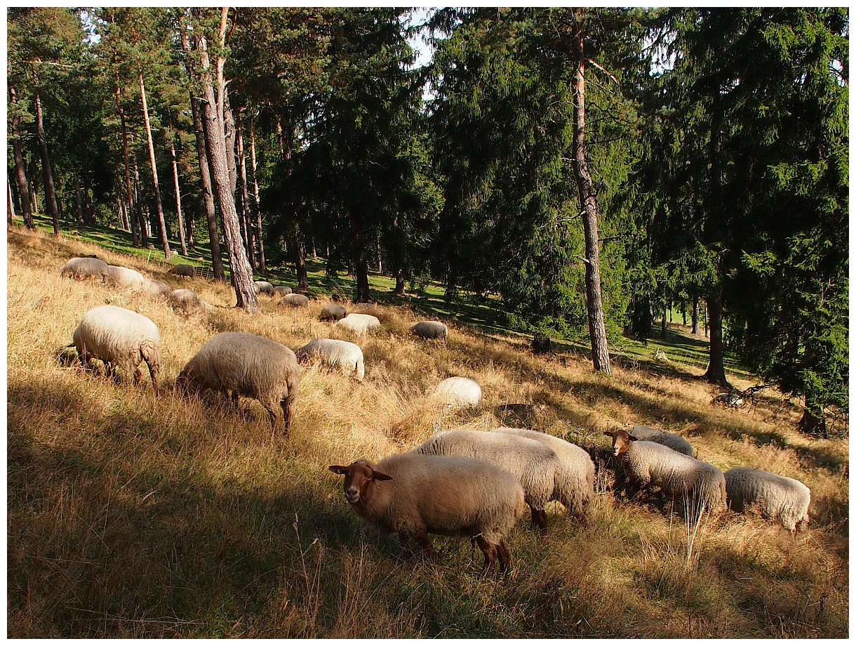 Plenterwald am Haidberg