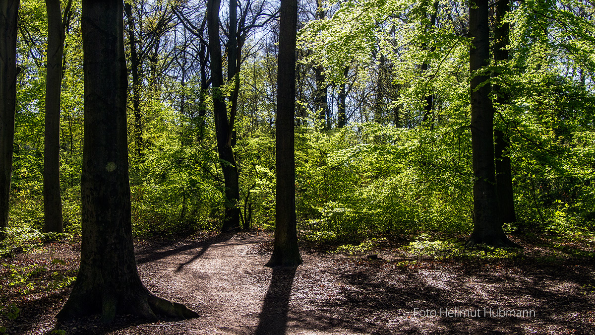 PLENTERWALD IN PLÄNTERWALD IM FRÜHLING