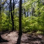 PLENTERWALD IN PLÄNTERWALD IM FRÜHLING