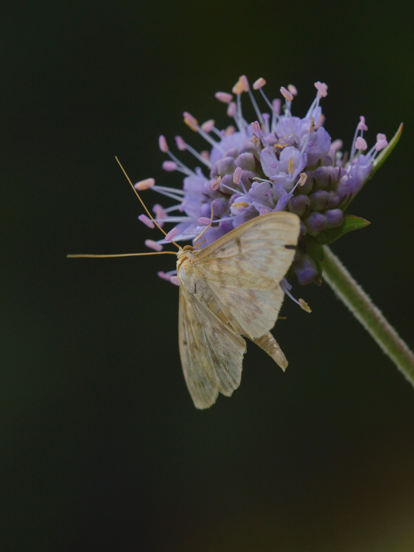 Pleuroptya ruralis, Nesselzünsler