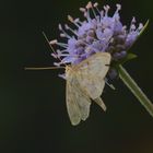 Pleuroptya ruralis, Nesselzünsler