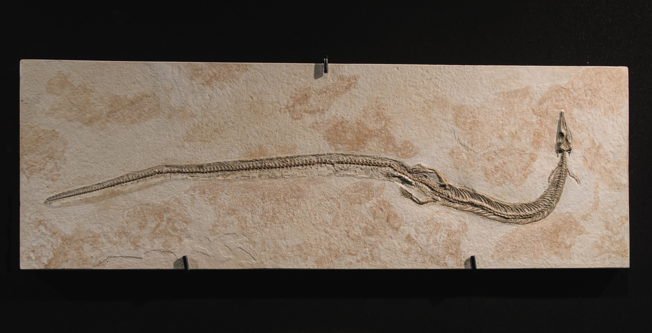 Pleurosaurus goldfissi