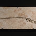 Pleurosaurus goldfissi