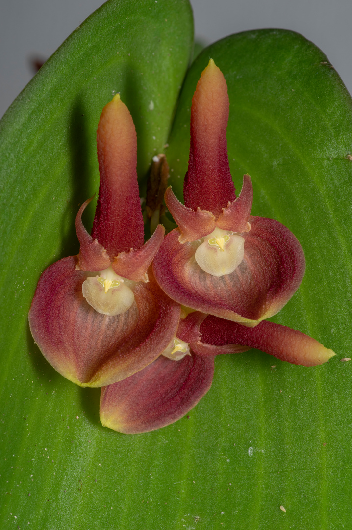 Pleurothallis calceolaris Dark Red