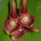 Pleurothallis calceolaris Dark Red