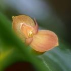 Pleurothallis cordata .....