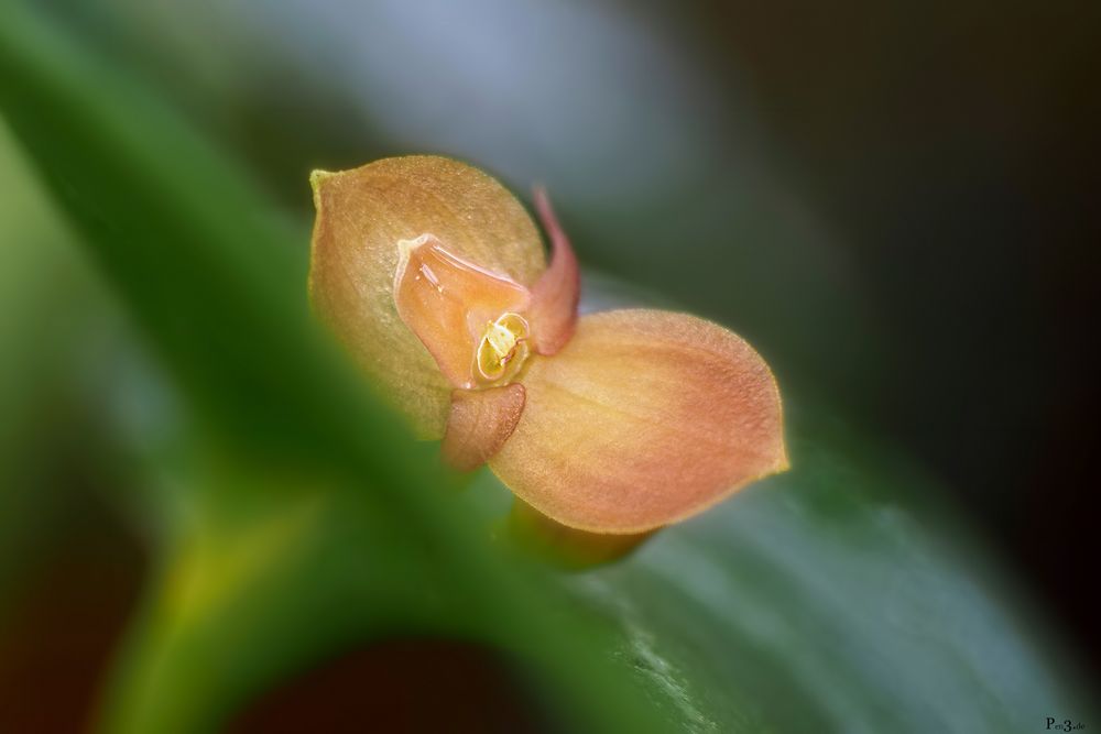 Pleurothallis cordata .....