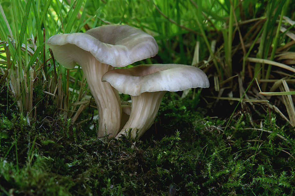 Pleurotus cornucopiae