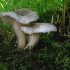 Pleurotus cornucopiae