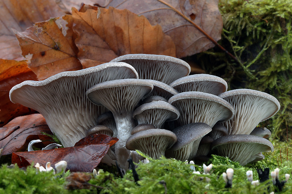 Pleurotus ostreatus