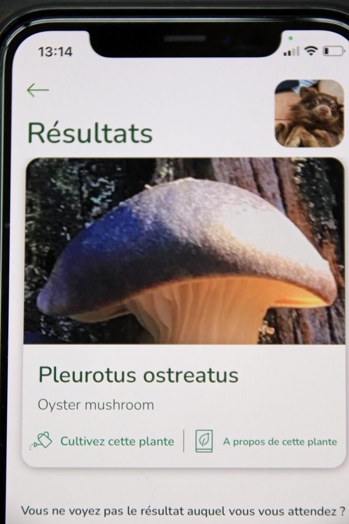 Pleurotus ostreatus