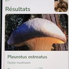 Pleurotus ostreatus