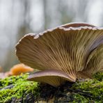 Pleurotus ostreatus