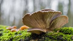 Pleurotus ostreatus