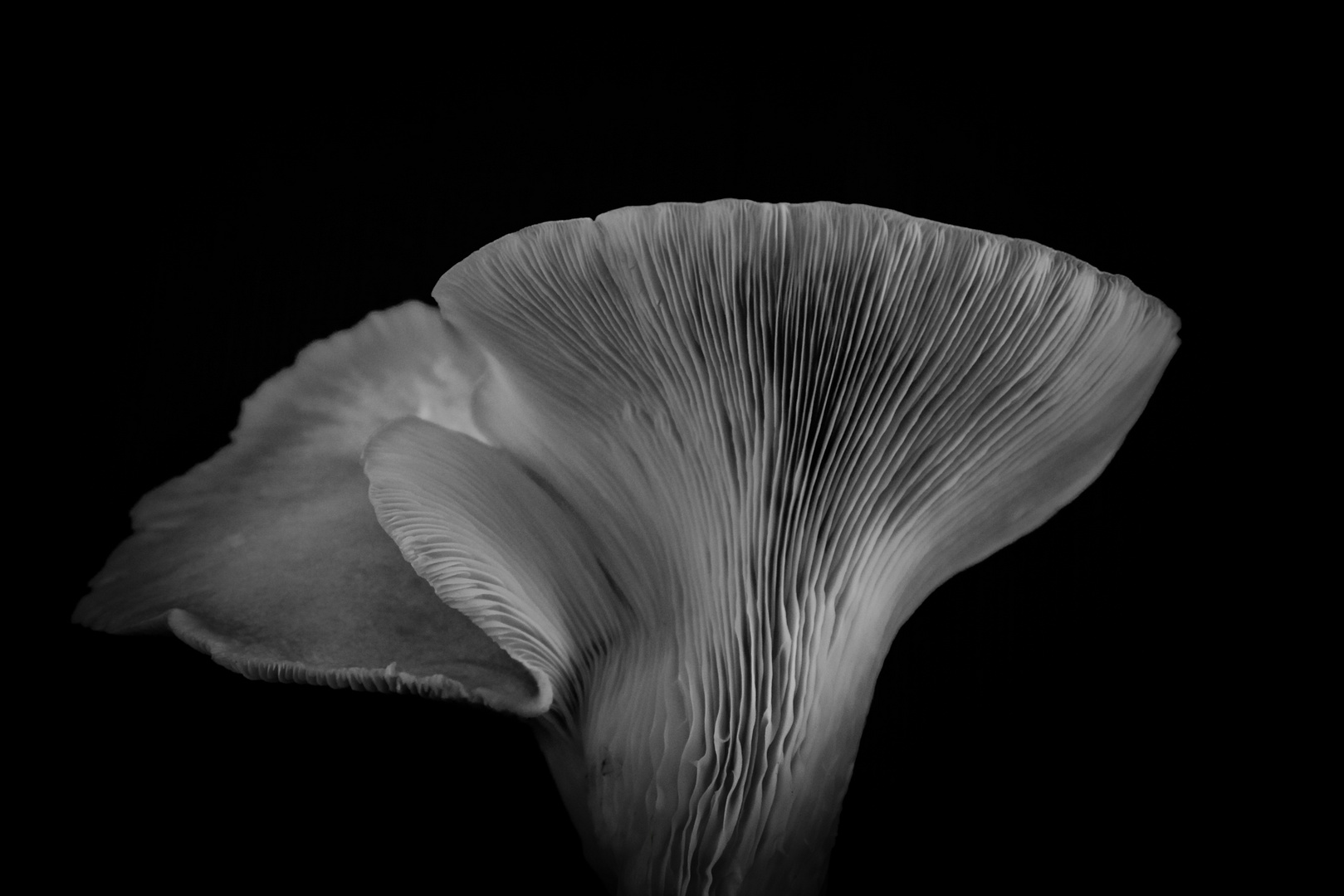 Pleurotus ostreatus