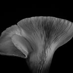 Pleurotus ostreatus