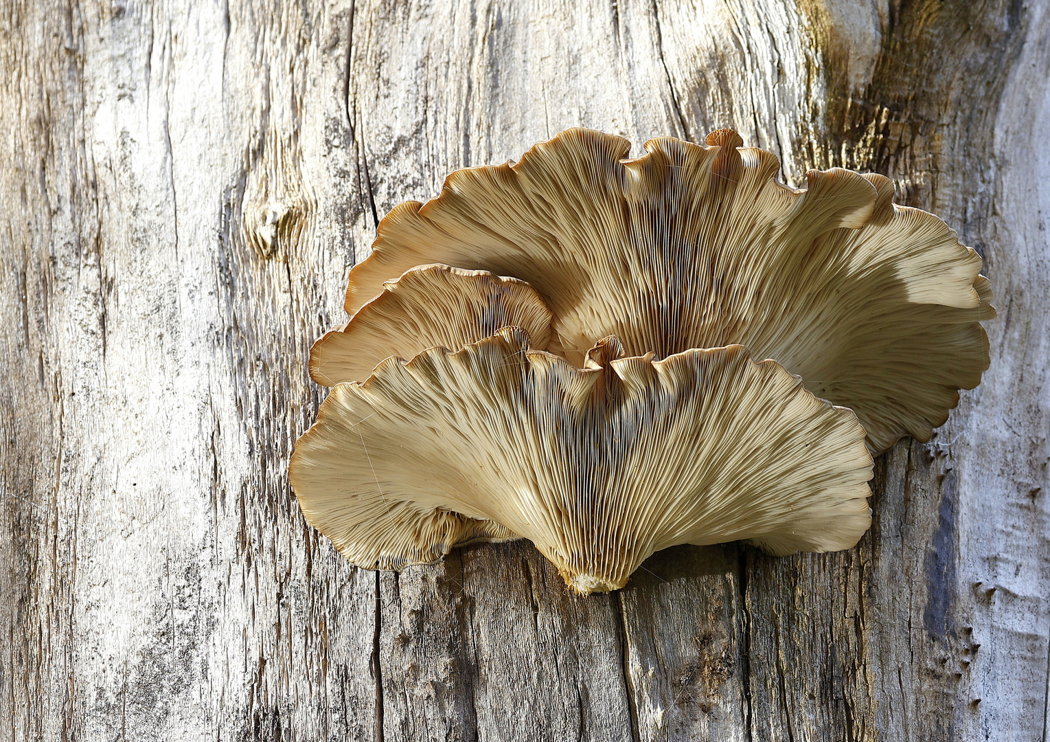 Pleurotus ostreatus