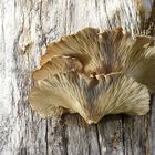 Pleurotus ostreatus