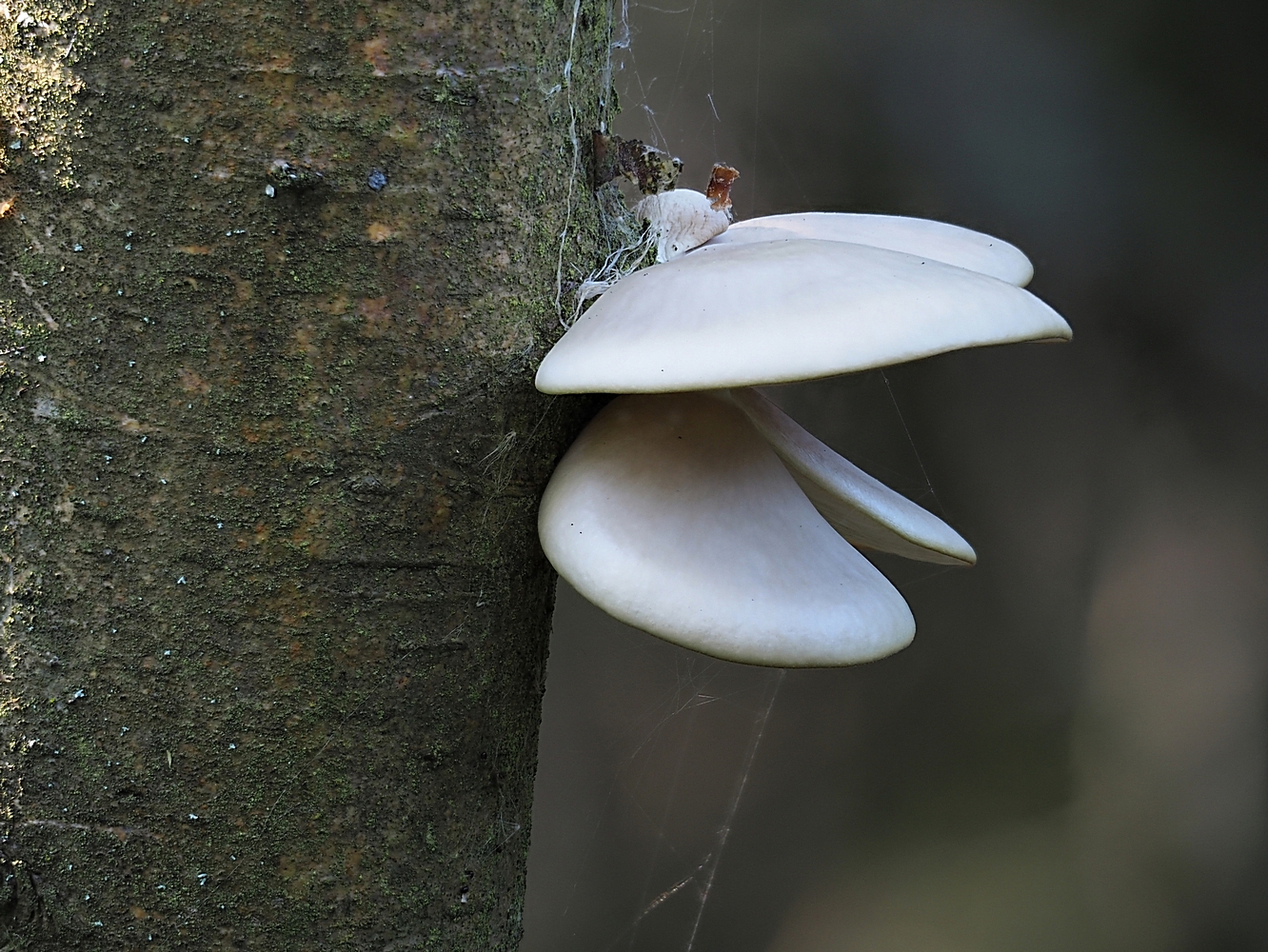 Pleurotus pulmonarius (2)