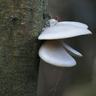 Pleurotus pulmonarius (2)