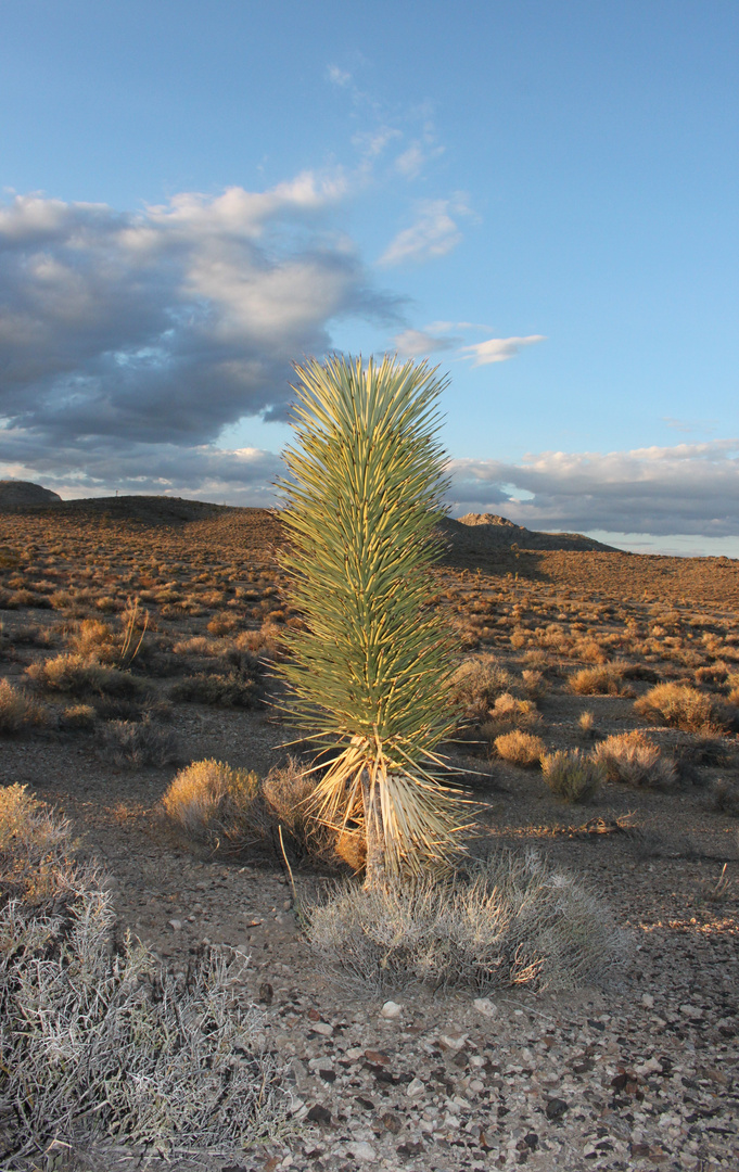 Plfanze - Death Valley