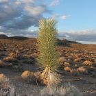 Plfanze - Death Valley