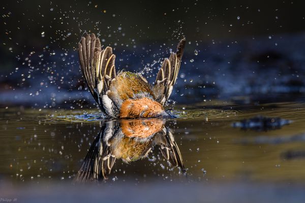 plitsch platsch papillon…