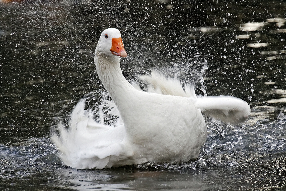 Plitscher, plätscher Feder - Wasser mag doch jeder