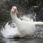 Plitscher, plätscher Feder - Wasser mag doch jeder