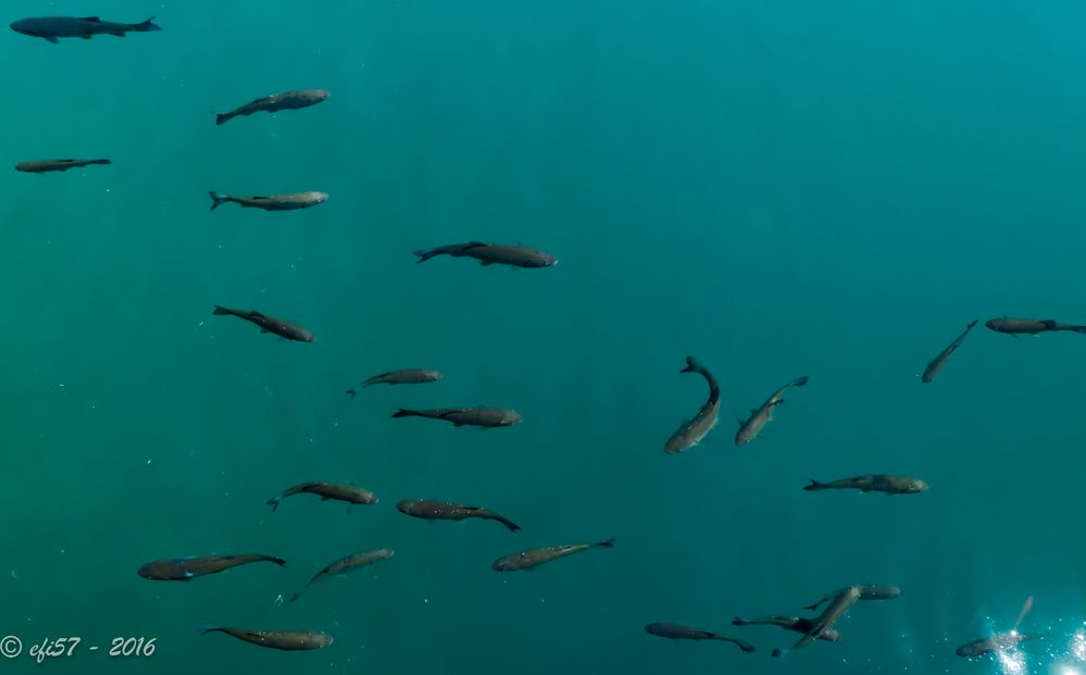 Plitvicer Seen - Fische im klaren Wasser