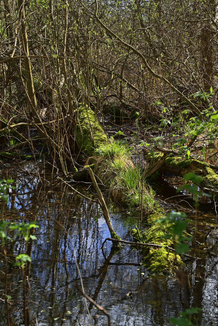 Plöner Moor 