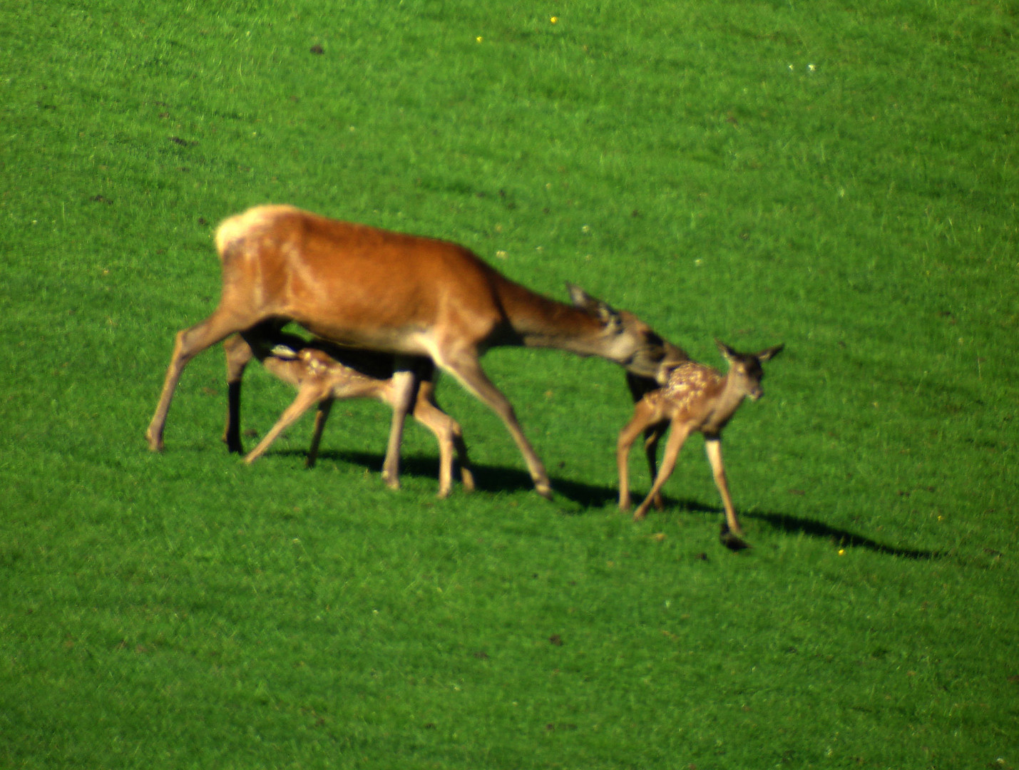 Plötzlich beißt die Hirschkuh ein fremdes Kalb, das ihr zu nahe gekommen war.