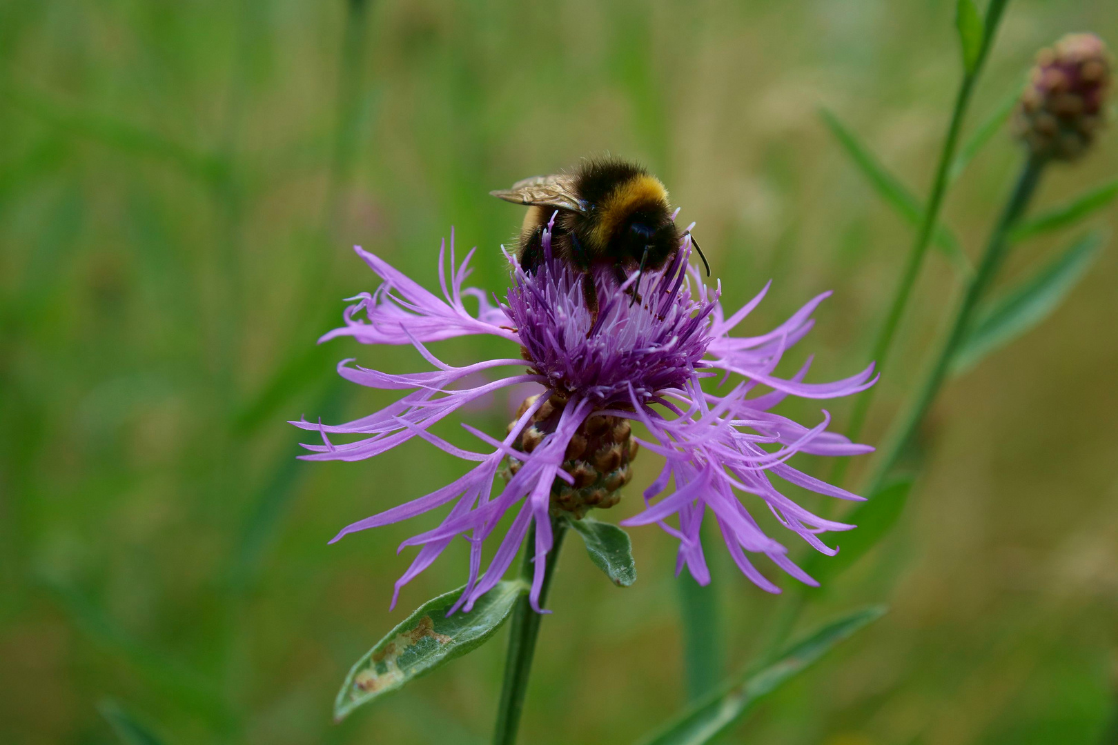 plötzlich blieb die Hummel still...